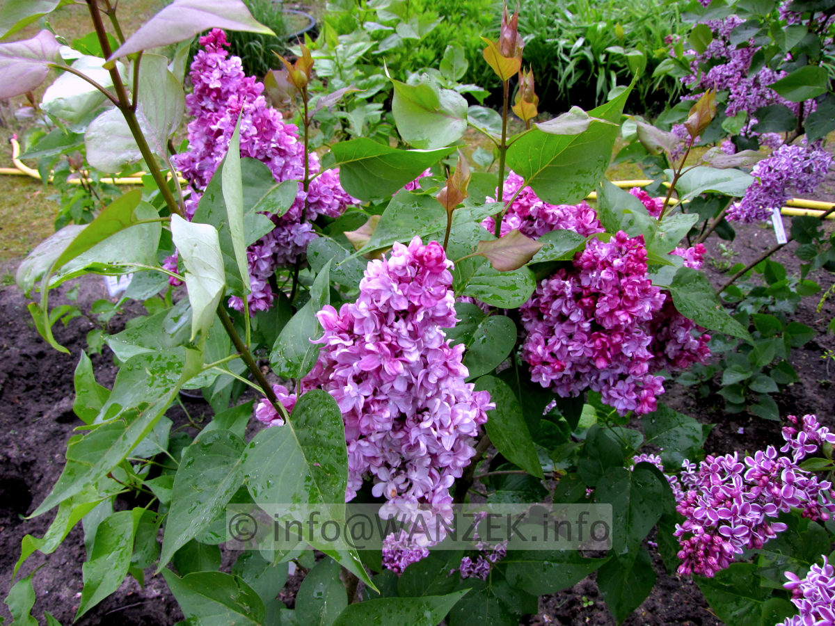 Syringa vulgaris Charles Joly 01.JPG